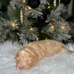 Blossom - Apricot female Aussiedoodle puppy in Pasadena, Texas from Toledo Creek Doodles