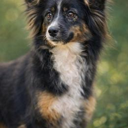 Quinn - Toy Australian Shepherd