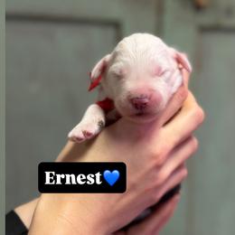 Ernest - Gray and white male Old English Sheepdog puppy in Bristol, Indiana from Ridgeruns OES
