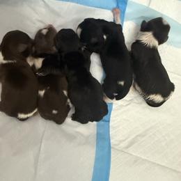 Maple - Parti female Yorkshire Terrier puppy in Florence, Kentucky from 4paws4ever by Design