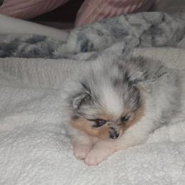 Gabrielle - Blue merle female Pomeranian puppy in Angleton, Texas from Pomeranian Palace, LLC
