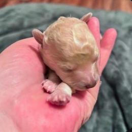 Zara - Cream female Poodle puppy in North Prince George, Virginia from ROYAL VISTA
