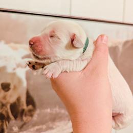 Jellybean - Light golden male Golden Retriever puppy in Mason, Michigan from Sweet Breeze Acres