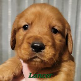 Lancer (Dark Green Collar) - Dark golden male Golden Retriever puppy in Scurry, Texas from 07 Seven Oaks Goldens and Doodles