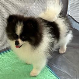 Boy 4 - Tri-colored male Pomeranian puppy in Minooka, Illinois from Sheree’s Pomeranians