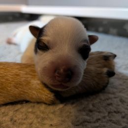 Falx - Red speckled male Australian Cattle Dog puppy in Rogue River, Oregon from FullMoon Cattle Dogs