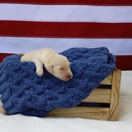 Rosie - Cream female Goldendoodle puppy in Nashville, Tennessee from Hilton Doodles