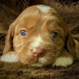 Madeline - Caramel female Australian Labradoodle puppy in Stanwood, Washington from Victoria Creek Australian Labradoodles