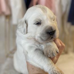 Dachshund and Golden Retriever Puppies from Charmm Dachshunds & English Cream Golden Retrievers