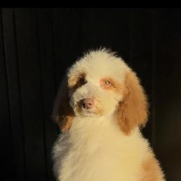 Frost bite - Parti female Poodle puppy in Corona, California from Garden Of Poodles