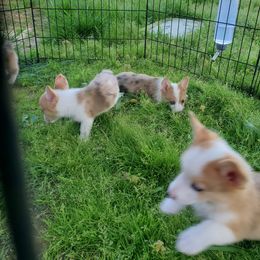 American Corgi Puppies from Thomas Corgi's
