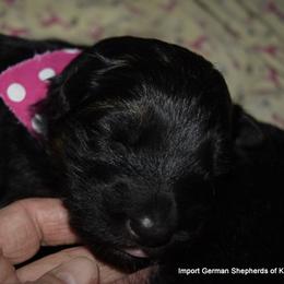 German Shepherd Puppies from Import German Shepherds of Kansas