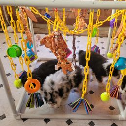 Australian Shepherds from Amare Aussies