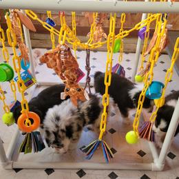 Australian Shepherds from Amare Aussies