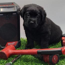 Labrador Retriever Puppies from Big Cypress labradors