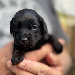 Henry yellow collar - Black and tan brindle male Havapoo puppy in Loveland, Colorado from Littledoodles2love