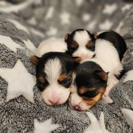 Biewer Terrier and Yorkshire Terrier Puppies from 1.StarDreamPups