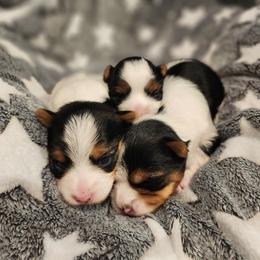 Biewer Terrier and Yorkshire Terrier Puppies from 1.StarDreamPups