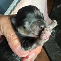Xavier - Blue merle male Pomeranian puppy in Warsaw, Indiana from Purdy Pomeranian Pooches