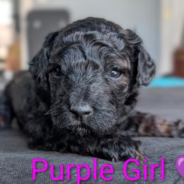 Purple Girl - Sable female Poodle puppy in Hillsboro, Illinois from Sarah's Poodles