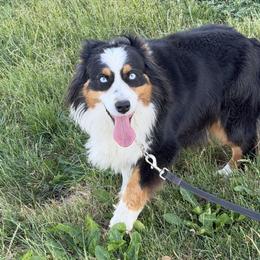 ABBIE - Australian Shepherd