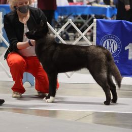 Hela - Siberian Husky