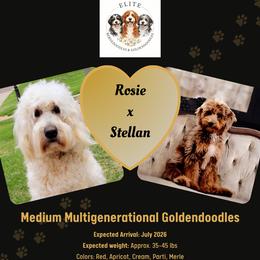 Goldendoodle puppies from Elite Goldendoodles and Bernedoodles