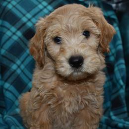 Winston - Apricot male Goldendoodle puppy in Jasper, Indiana from Hilltop Pups LLC