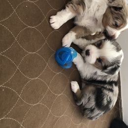 Miniature Australian Shepherd, Shih Tzu, and Toy Australian Shepherd Puppies from River Springs Aussies