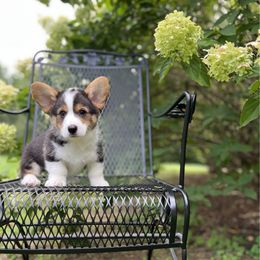 Butterball - Black and tan male Pembroke Welsh Corgi puppy in Blaine, Tennessee from Rose Brier Pembroke Welsh Corgis