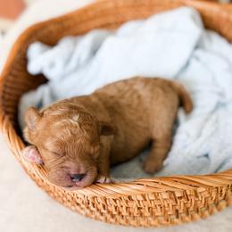 Fable - Apricot female Poodle puppy in Graham, North Carolina from Cyndi’s Poodles