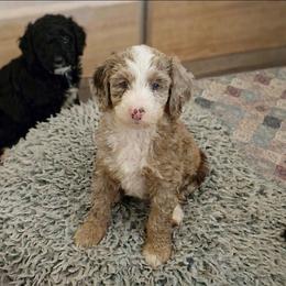 Toffee - Merle female Sheepadoodle puppy in Austin, Texas from Darling Doodles