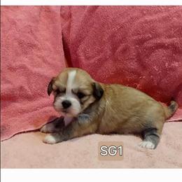 Girl S1 - Golden female Lhasa Apso puppy in Norman, Oklahoma from Steve's Puppies
