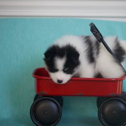 Pomsky Puppies from My Perfect Pomsky Pet