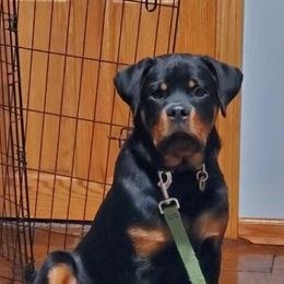 Rottweiler Puppies from Alpha Co. Rottweilers