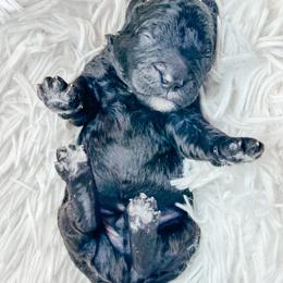 Boy 2 - Black male Bernedoodle puppy in Otisville, Michigan from Danie’s Darling Doodles LLC