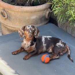 Bingo - Dachshund