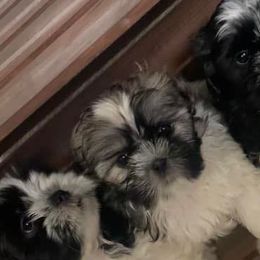 Shih Tzus from Tiger Valley Shih Tzus