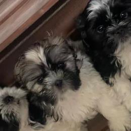 Shih Tzus from Tiger Valley Shih Tzus