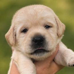 Green Collar - Yellow female Labrador Retriever puppy in Madison, Wisconsin from Meritrust Labradors