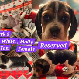 Molly-Purple-Female - Black white and tan female Beagle puppy in Bemidji, Minnesota from Nse Farms Beagles