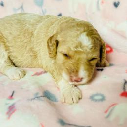 Cream and white girl - Yellow and white female Bernedoodle puppy in Valdosta, Georgia from Fifth Day Farm