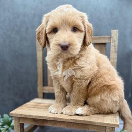 Madonna - Caramel cream female Australian Labradoodle puppy in Denton, Texas from Liberty Hill Labradoodles