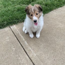 Shetland Sheepdog Puppies from Agee's World of Shelties