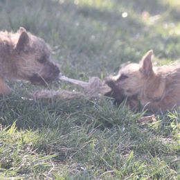 Cairn Terriers and Welsh Terriers from Gweneviere terriers