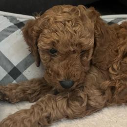 AKC Bernard - Apricot male Poodle puppy in Greenville, South Carolina from Pepper Potts Puppies
