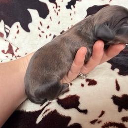 Red brindle - Brindle male Dachshund puppy in Umatilla County, Oregon from Divine Dogs