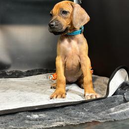 Girl 1 - Wheaten blk nose female Rhodesian Ridgeback puppy in Ocala, Florida from DogWood Kennels