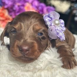 Kai - Dapple female Dachshund puppy in Lakeland, Florida from Elite Doxies Florida