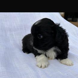 Boy 2 - Black and white male Shih Tzu puppy in Downey, California from Cali shih tzu